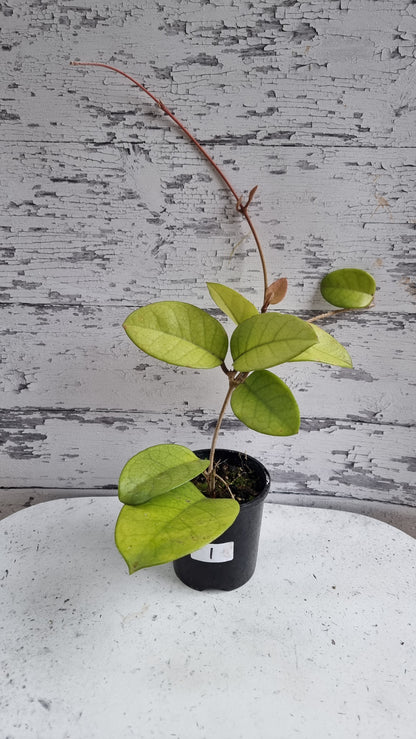 Hoya fungii - Wax Vine Plant