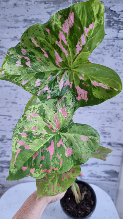 Caladium bicolour 'Raspberry Moon'