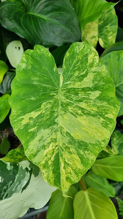 Alocasia gageana 'Aurea' - Yellow Variegated Elephant Ear