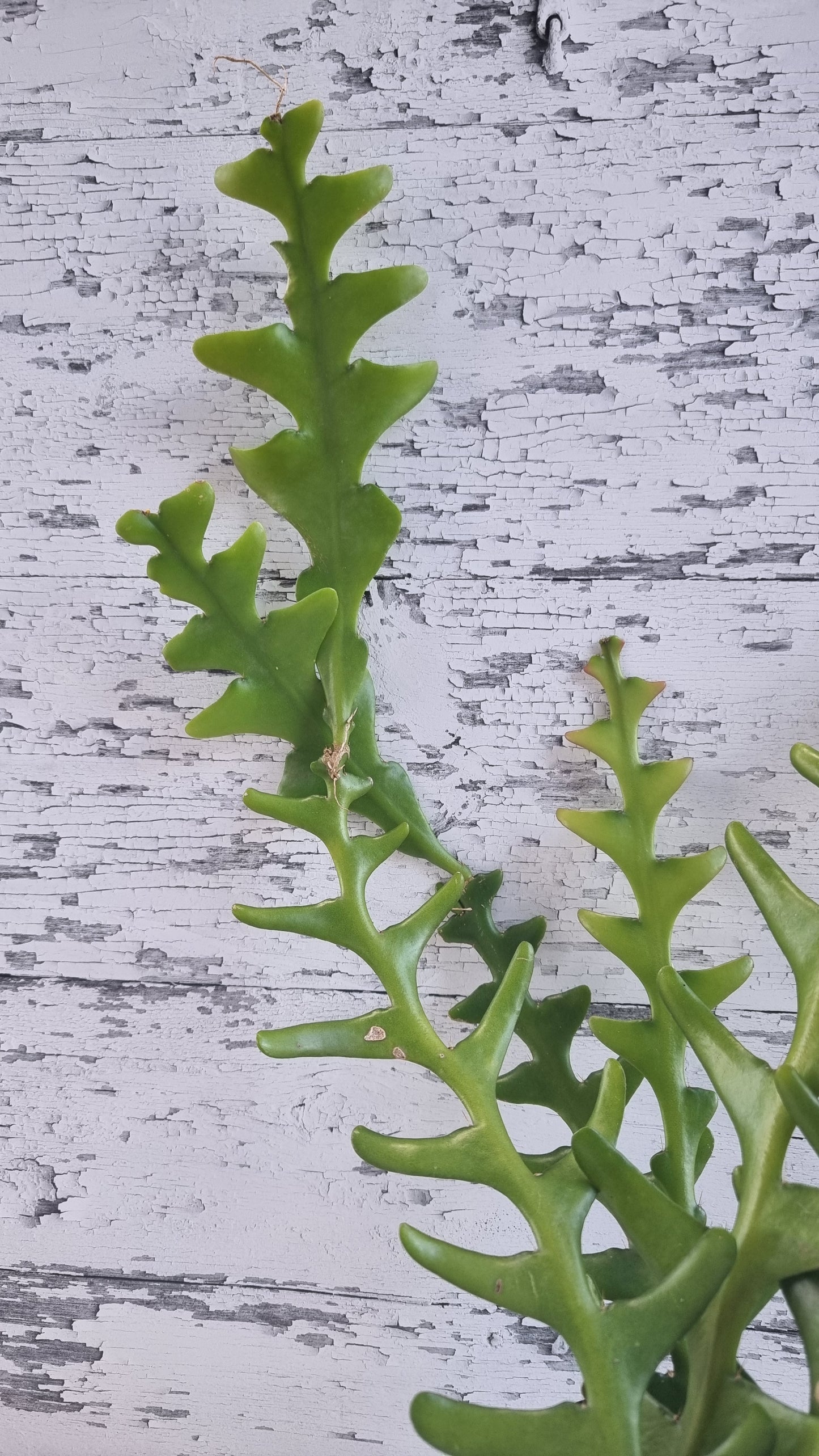 Disocactus anguliger (syn. Epiphyllum anguliger) - Zig Zag Cactus
