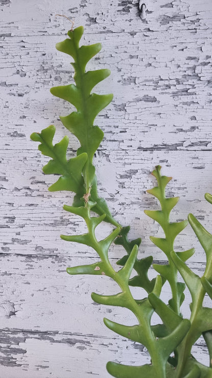 Disocactus anguliger (syn. Epiphyllum anguliger) - Zig Zag Cactus