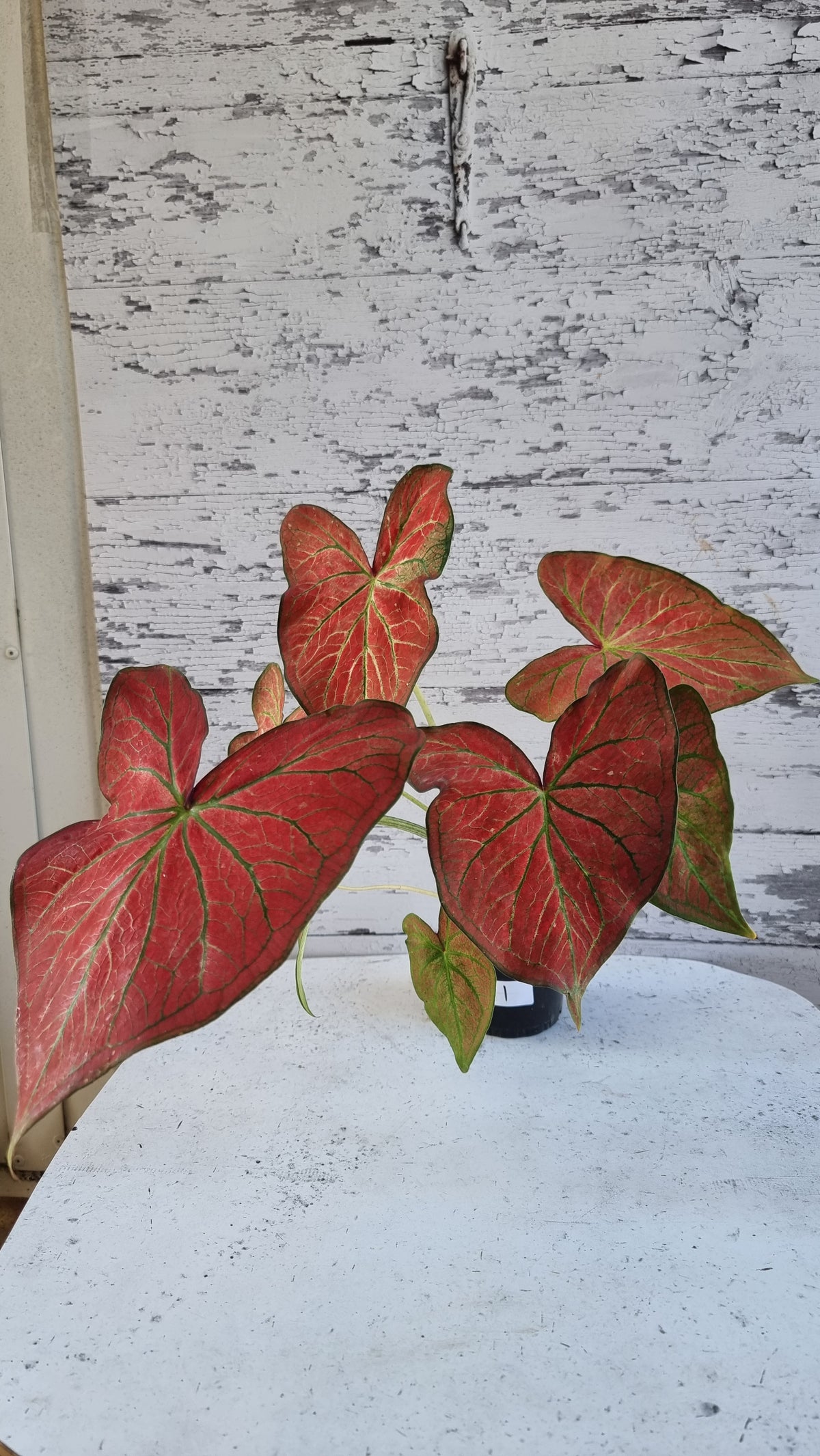 Caladium bicolour 'Jungle Ember'