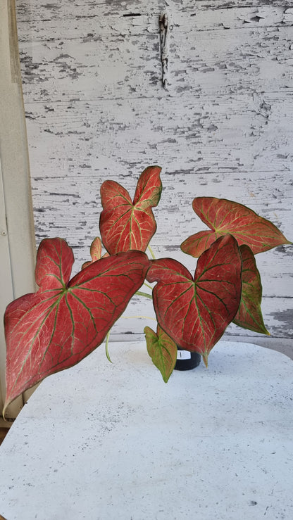 Caladium bicolour 'Jungle Ember'