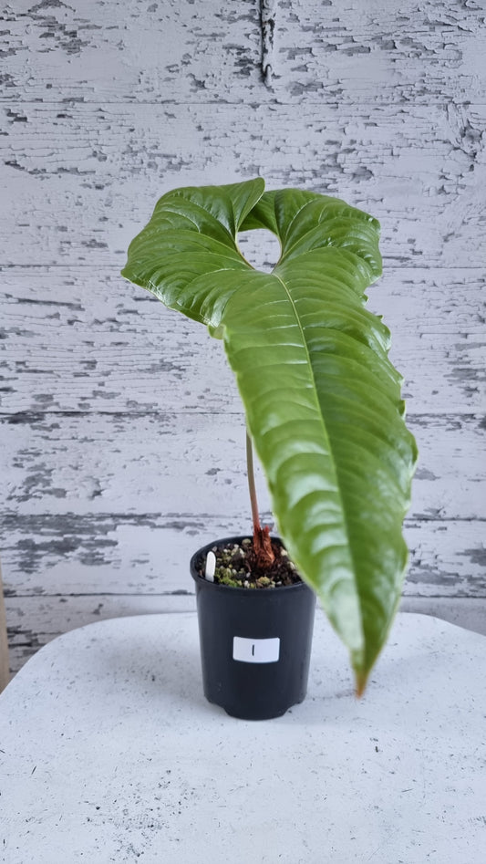 Anthurium ivanportillae - Tropical Aroid