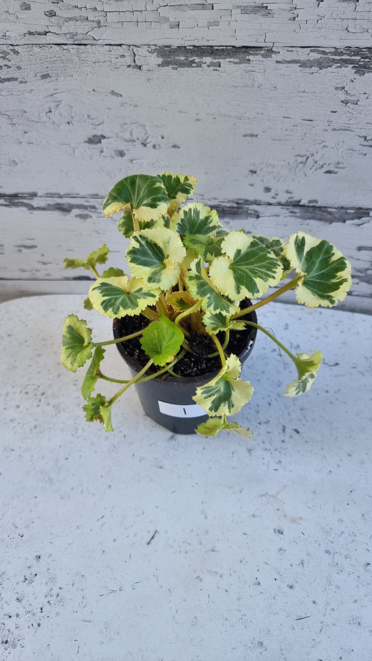Saxifraga stolonifera variegata - 白色杂色草莓海棠