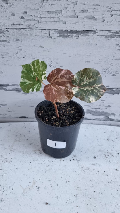 Hibiscus tiliaceous variegata - Variegated Sea Hibiscus