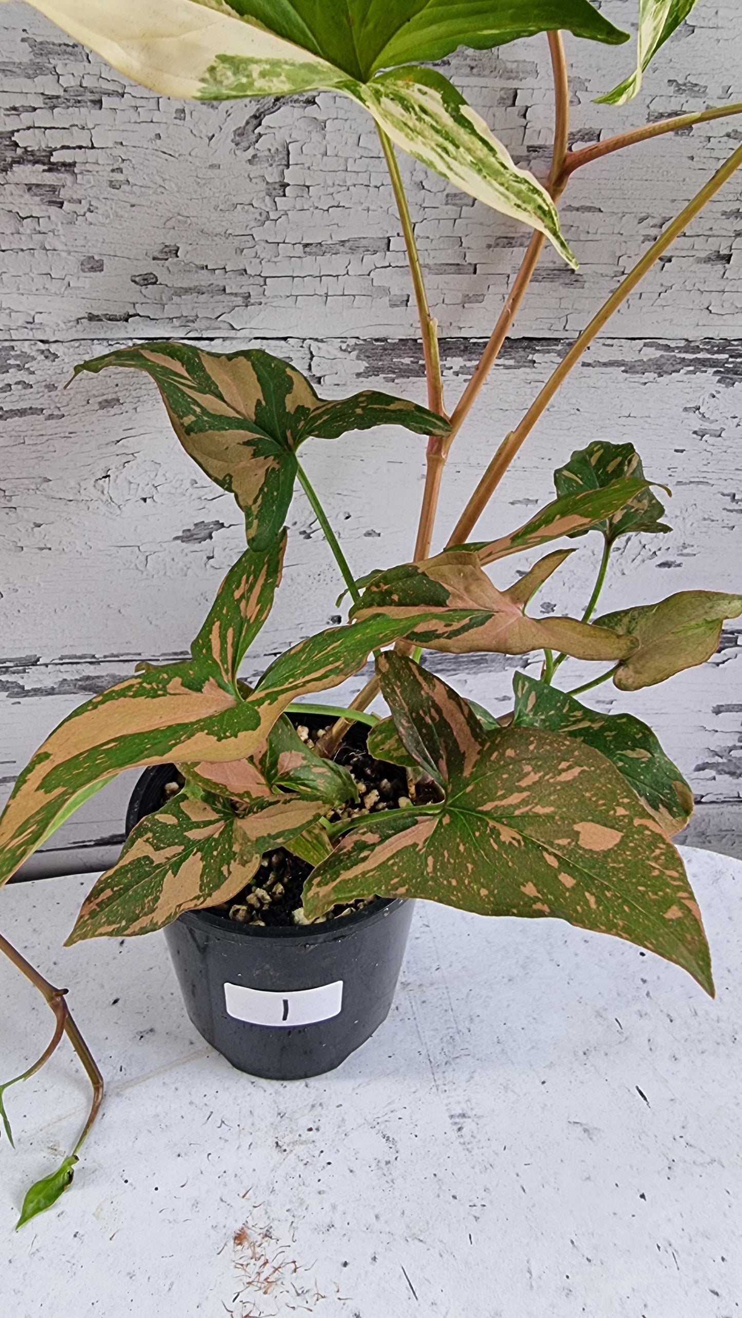 Syngonium podophyllum 'Red Spot' - Arrowhead Plant