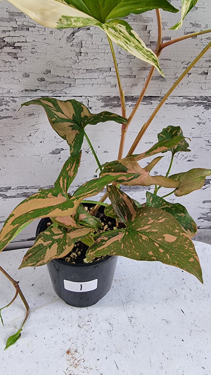 Syngonium podophyllum 'Red Spot' - Arrowhead Plant