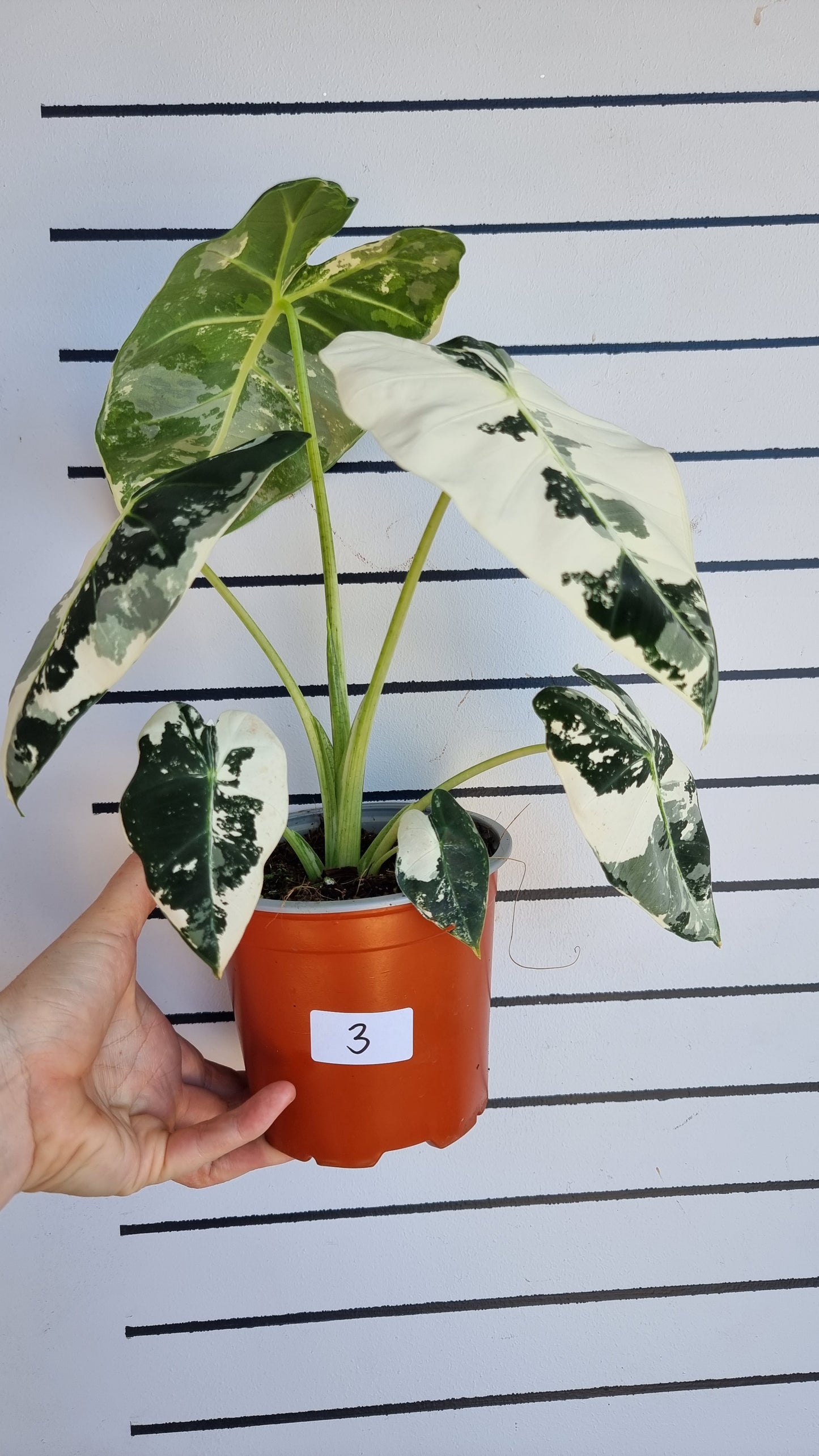 Alocasia micholitziana 'Frydek' - 雜色綠天鵝絨