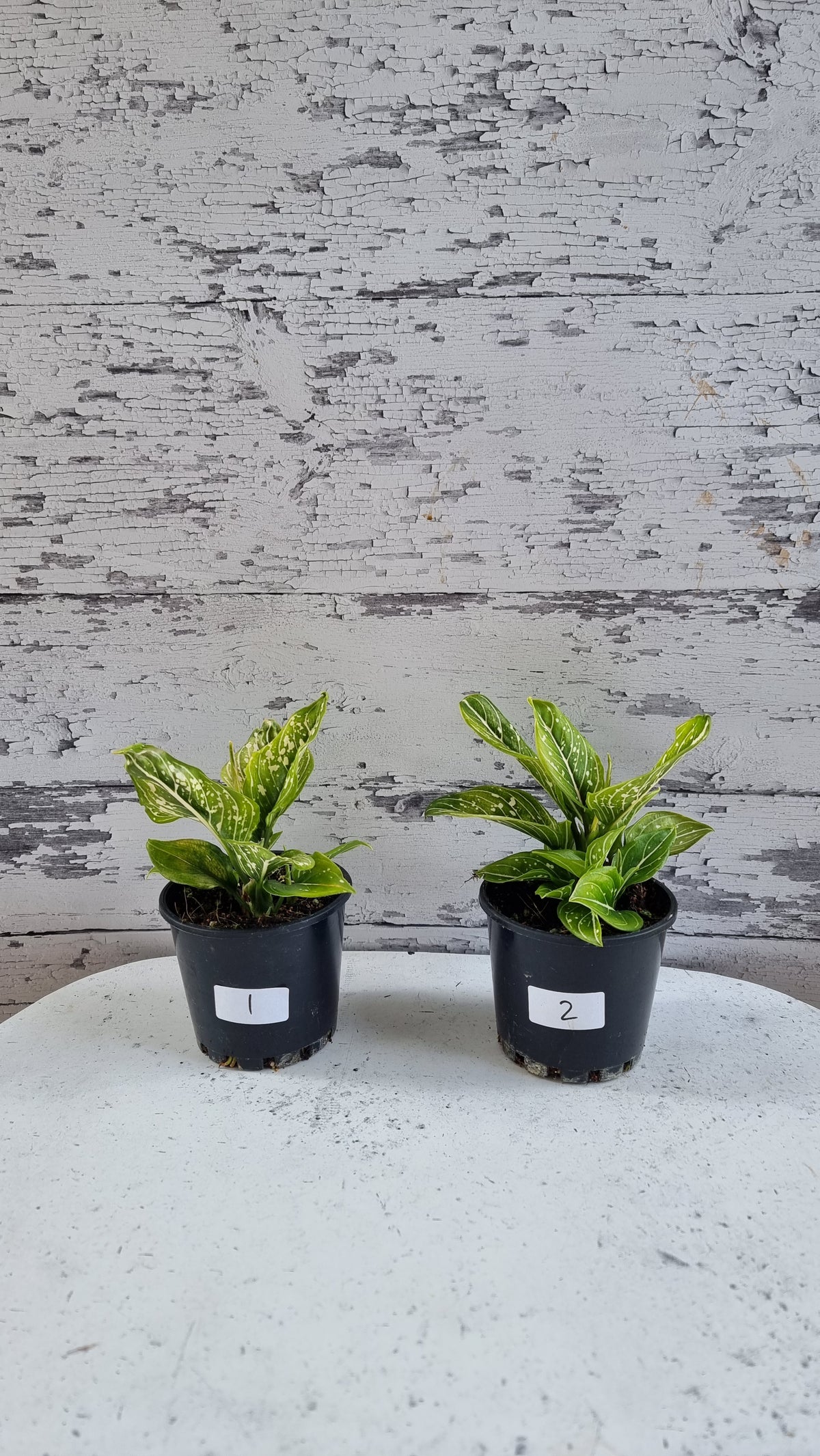 Aglaonema commutatum 'Tom's Pride'