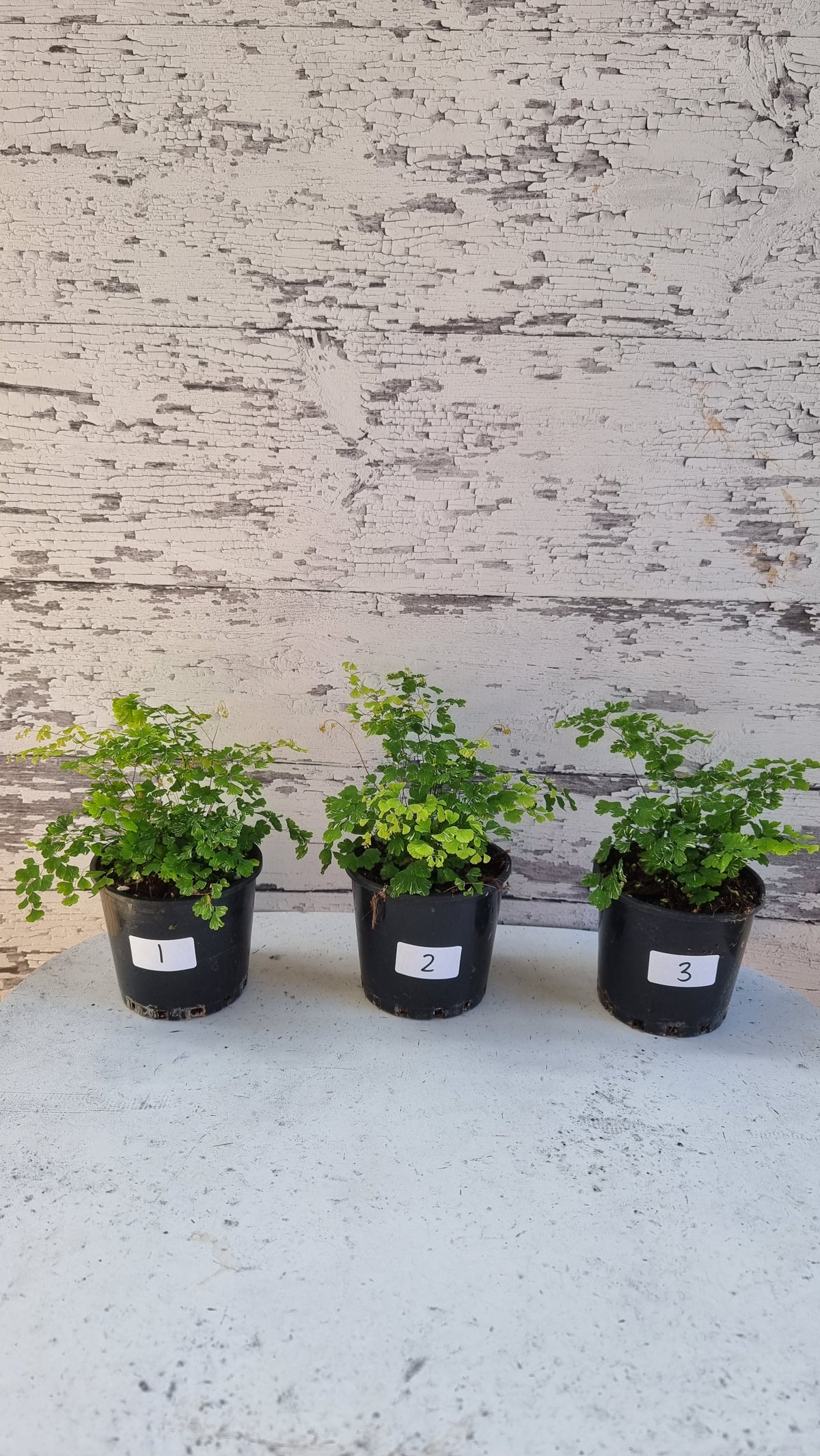 Adiantum raddianum - 三角铁线蕨