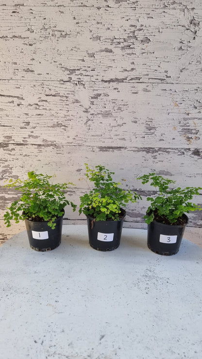 Adiantum raddianum - 三角铁线蕨