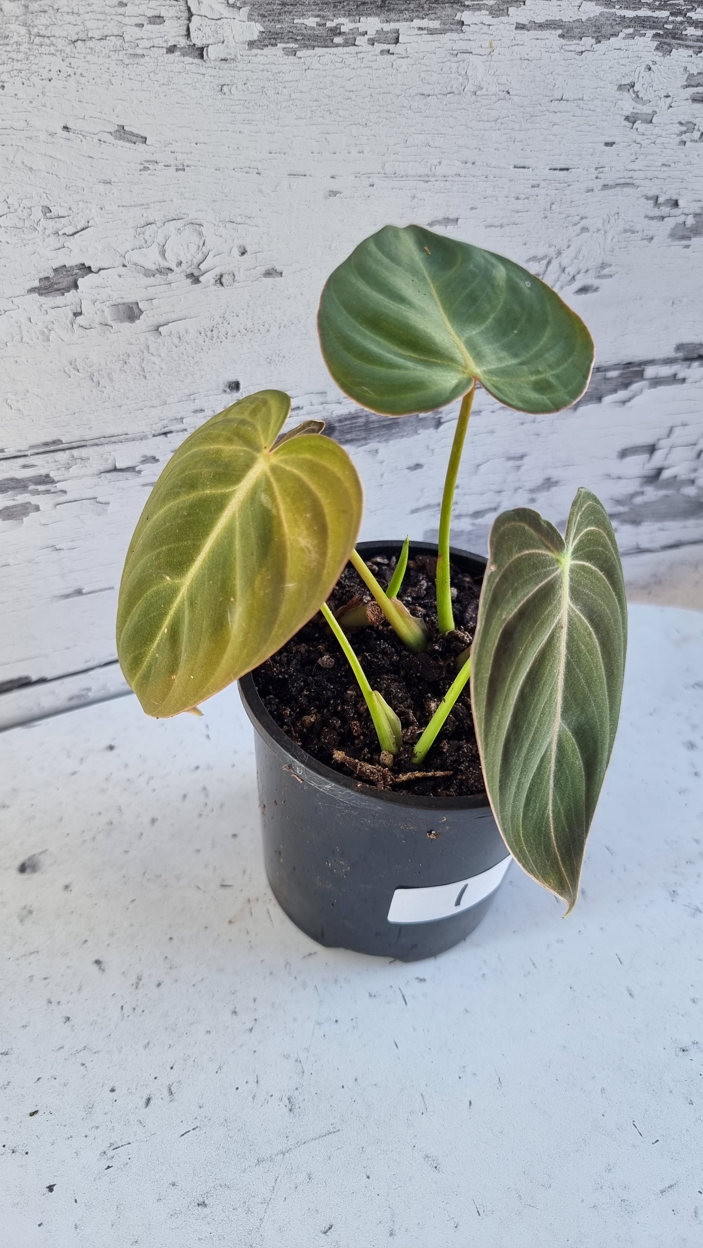Philodendron melanochrysum
