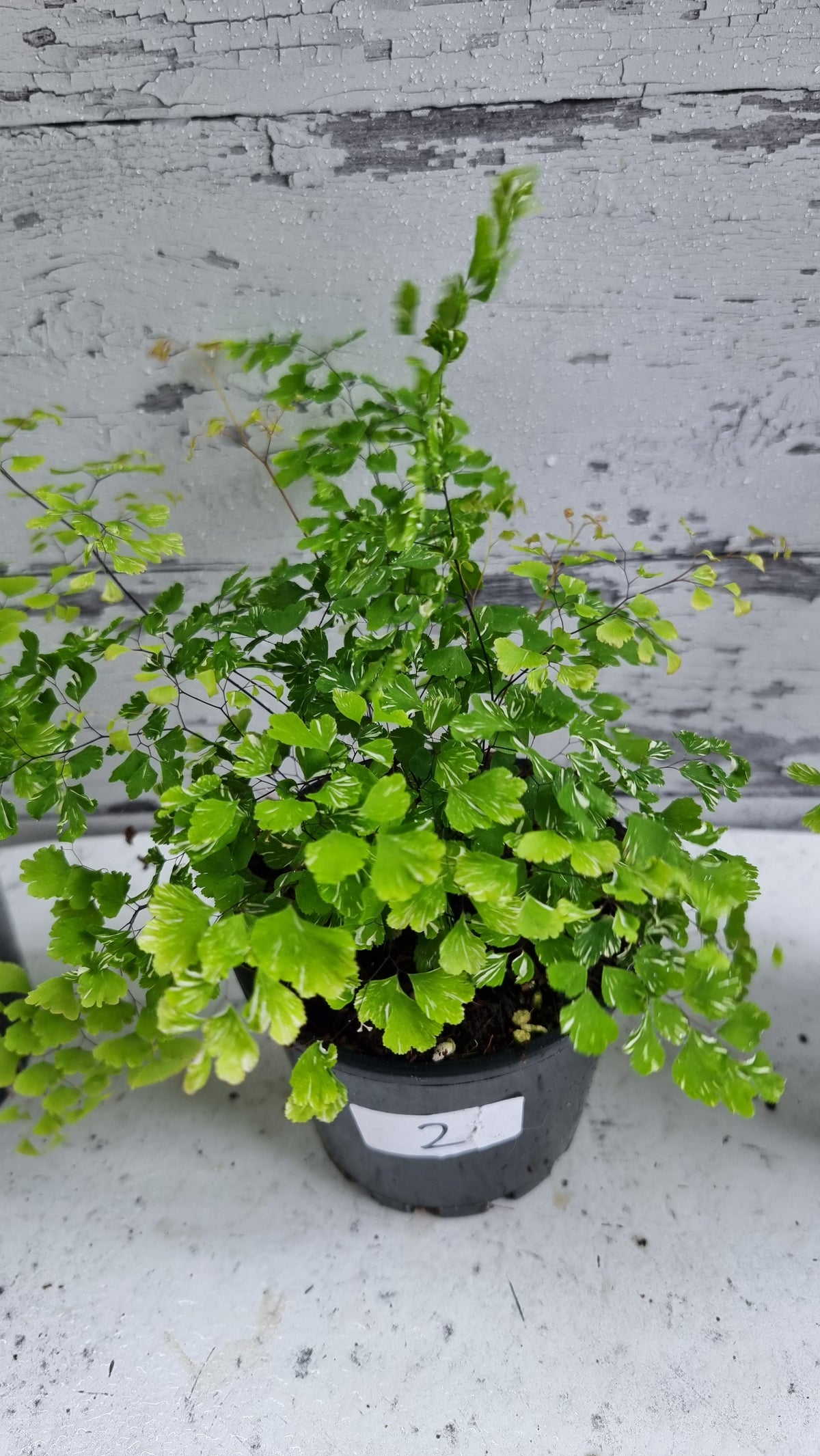 Adiantum raddianum 'Variegatum' - Variegated Delta Maidenhair Fern