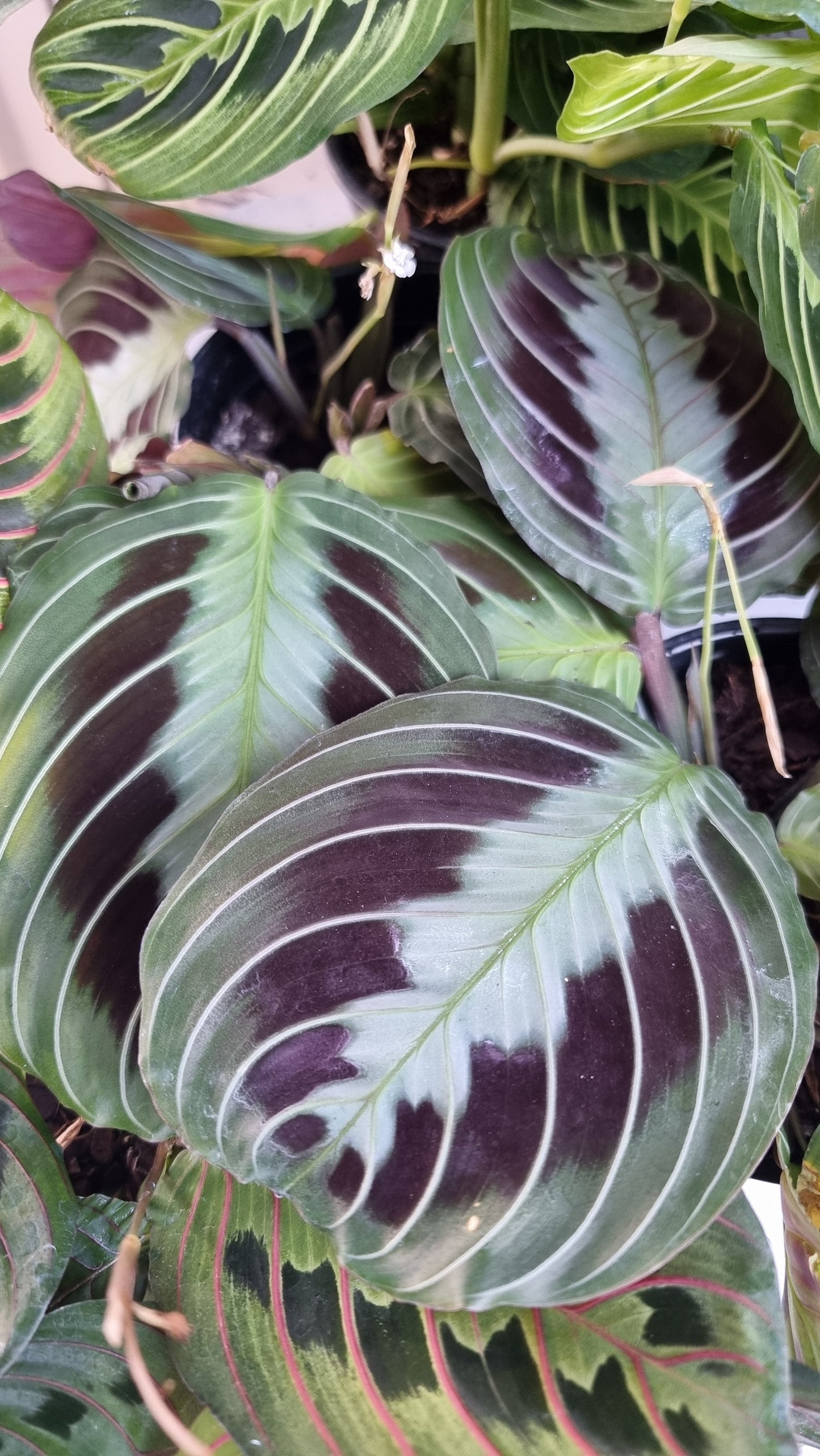 Maranta leuconeura 'massangeana' NOID - Black Prayer Plant