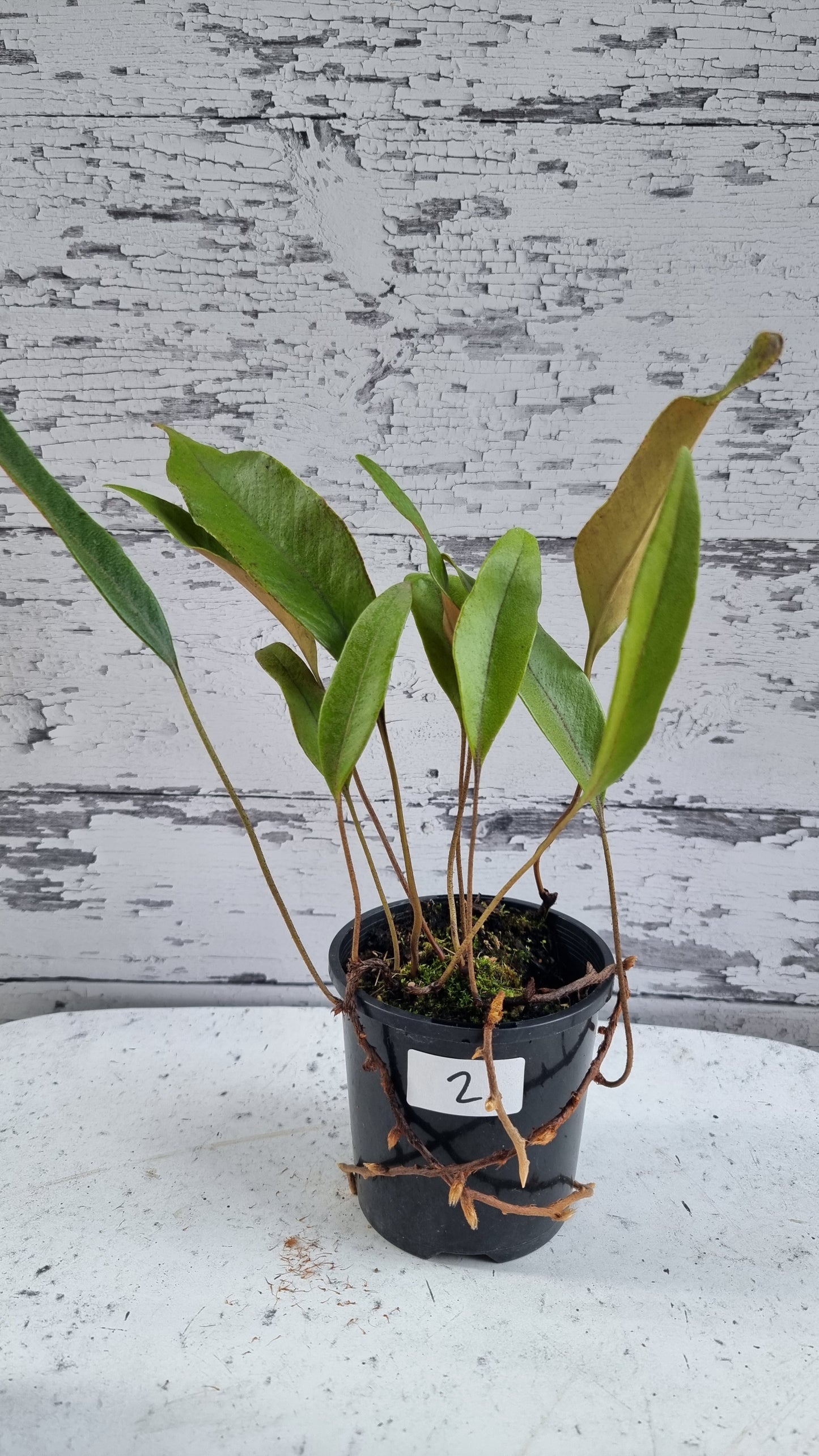 Pyrrosia lingua - Japanese Felt Fern
