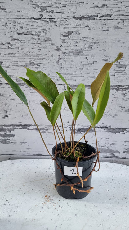 Pyrrosia lingua - Japanese Felt Fern