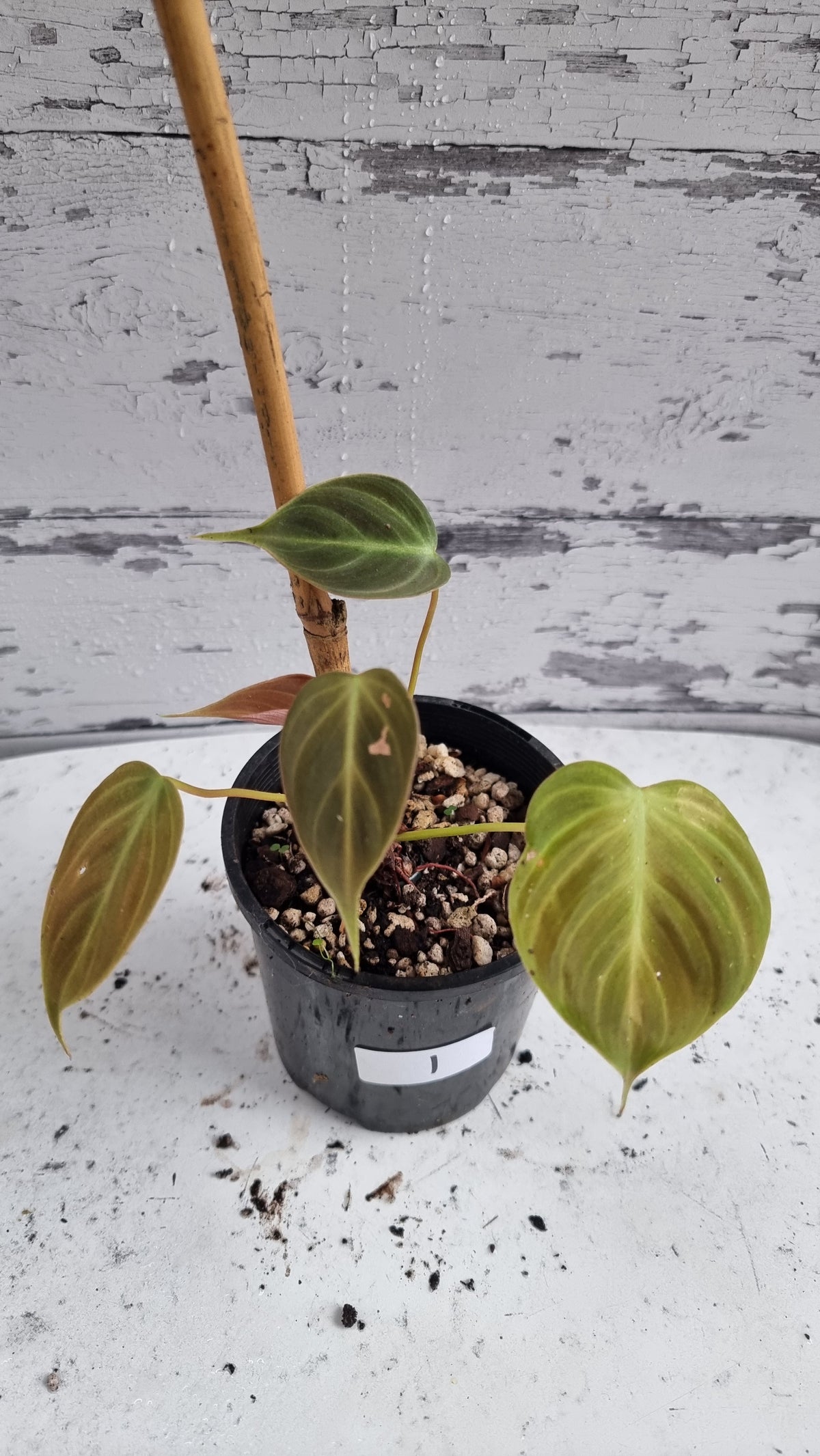 Philodendron rubrijuvenile - El Choco Red