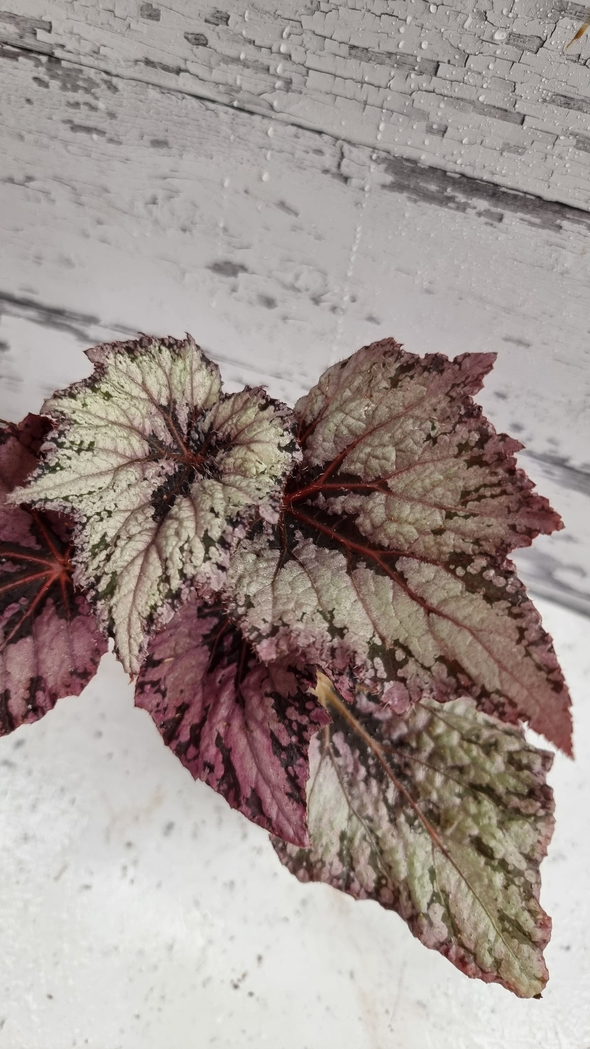 Begonia 'Arctic Breeze'