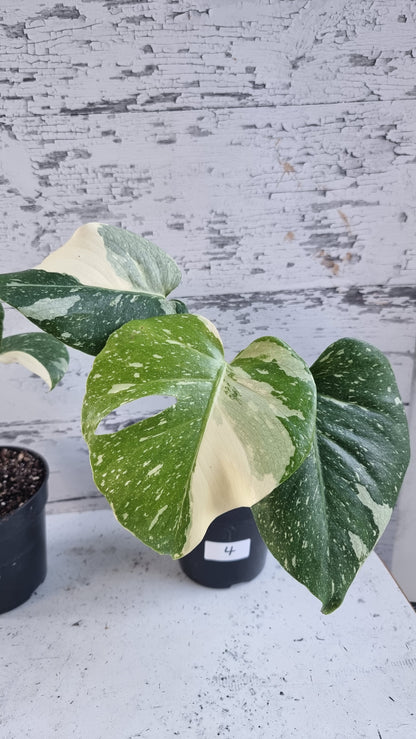 Monstera deliciosa 'Thai Constellation - Variegated Fruit Salad Plant