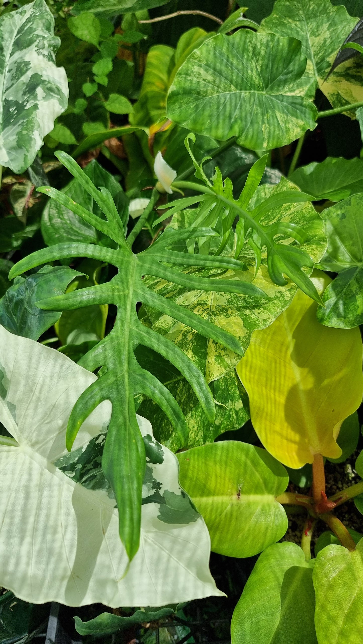 Philodendron elegans - Skeleton Key Plant