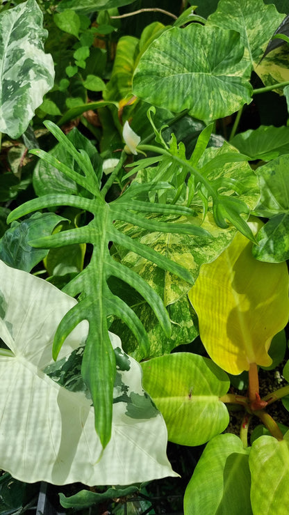 Philodendron elegans - Skeleton Key Plant