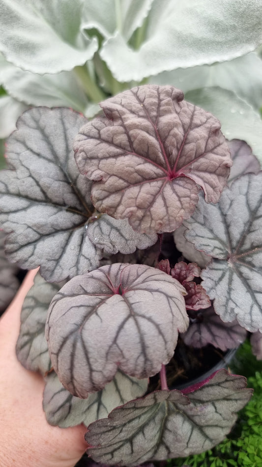 Heuchera 'Sugar Plum' - Coral Bells