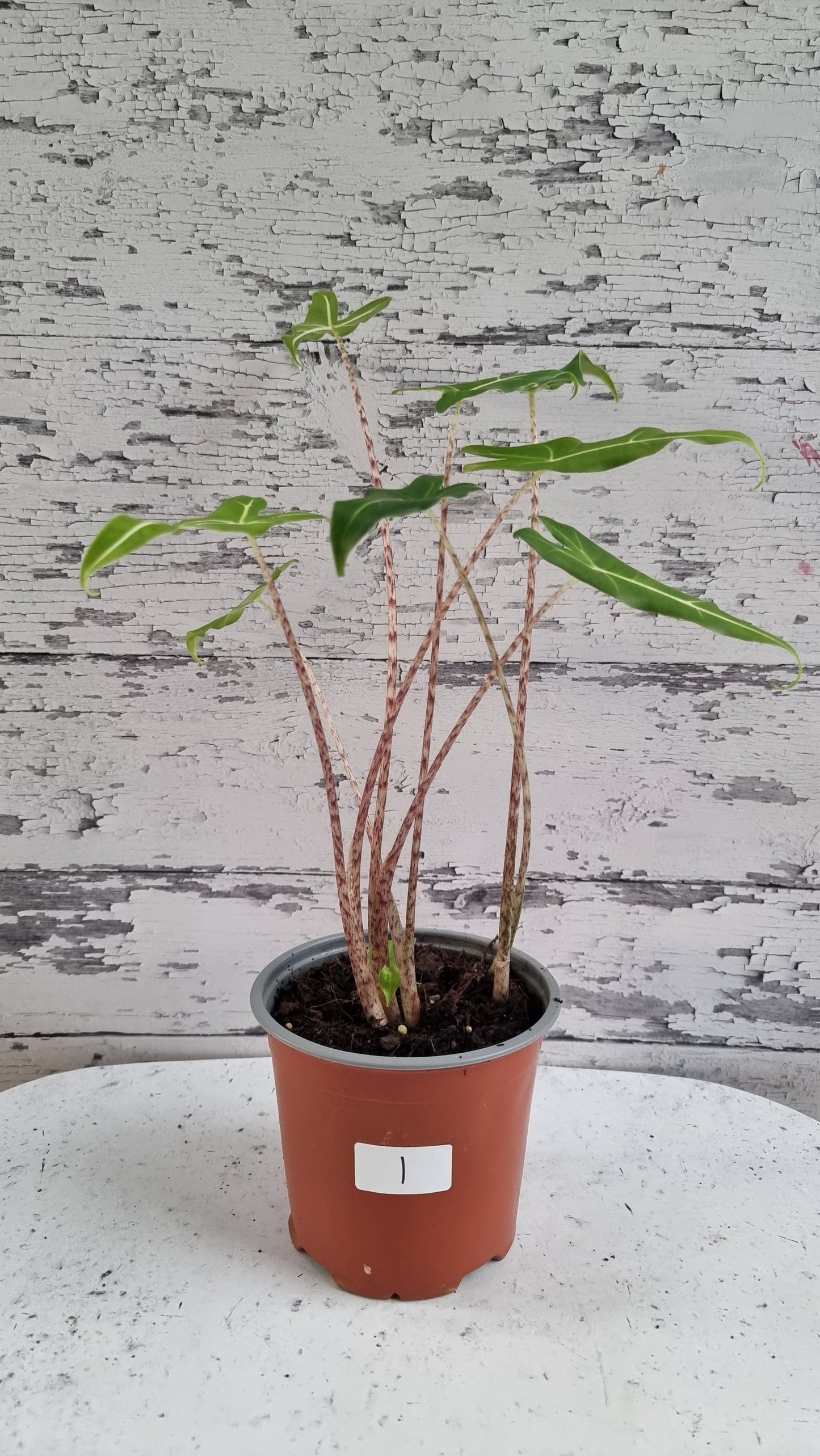 Alocasia hybrid 'Sarian'