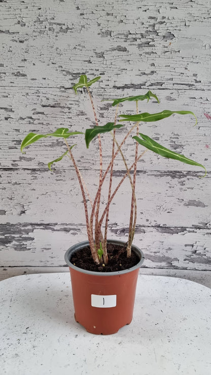 Alocasia hybrid 'Sarian'