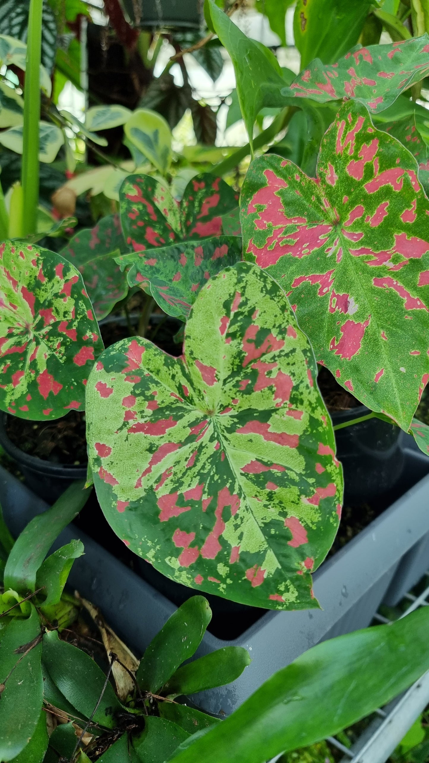 Caladium bicolour 'Raspberry Moon'