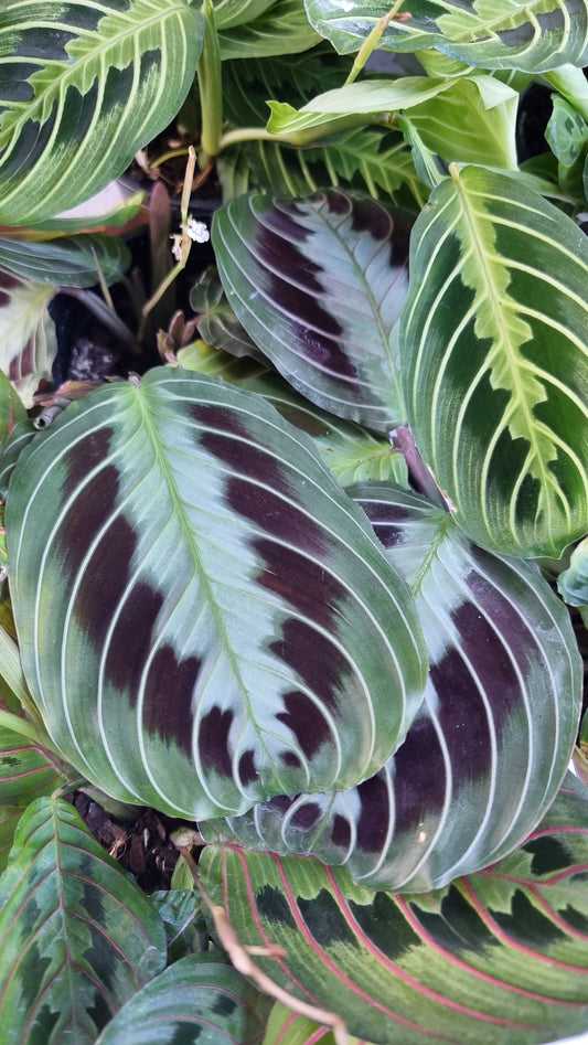 Maranta leuconeura 'massangeana' NOID - Black Prayer Plant