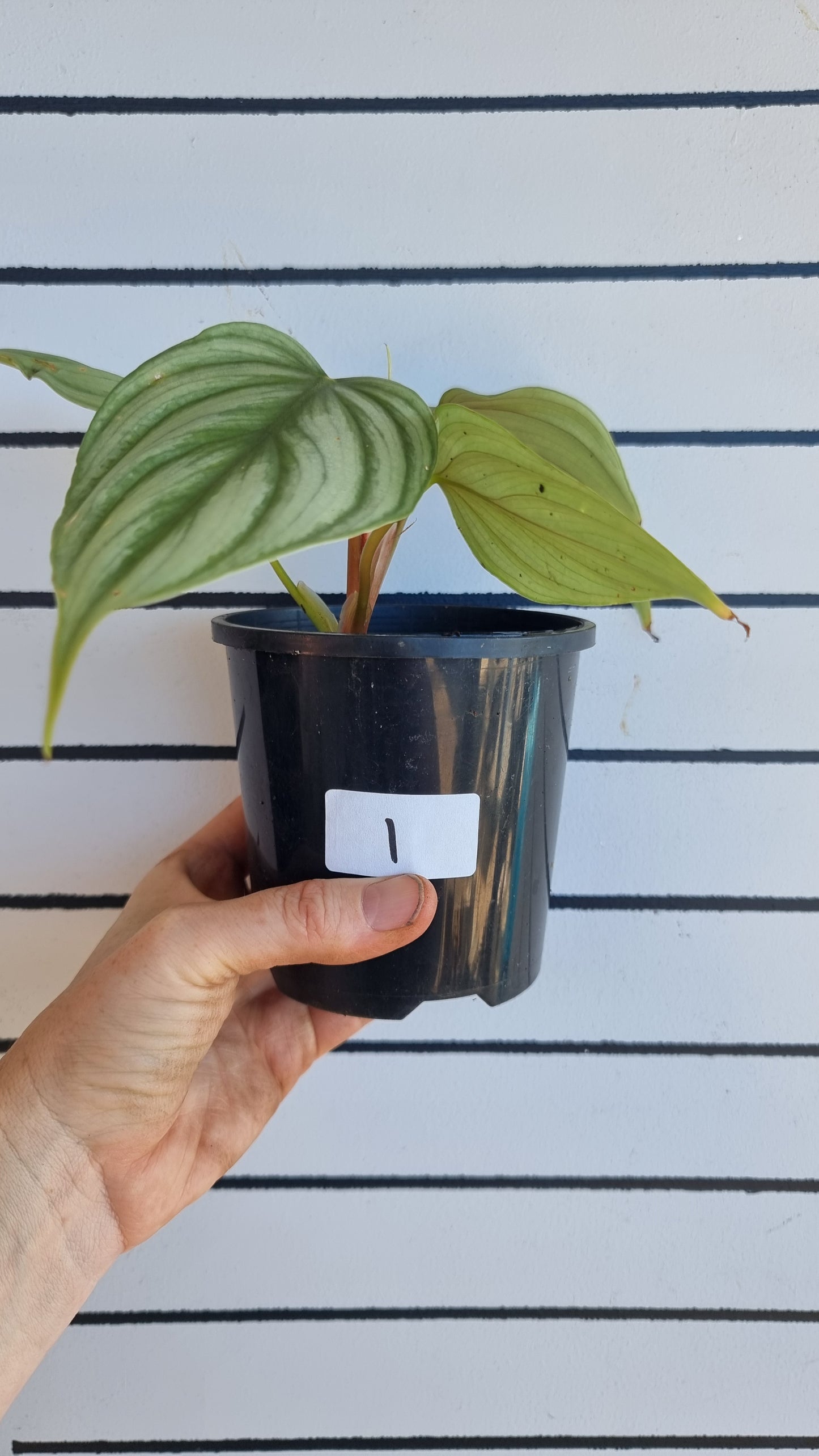 Philodendron sp. 'pastazanum silver'