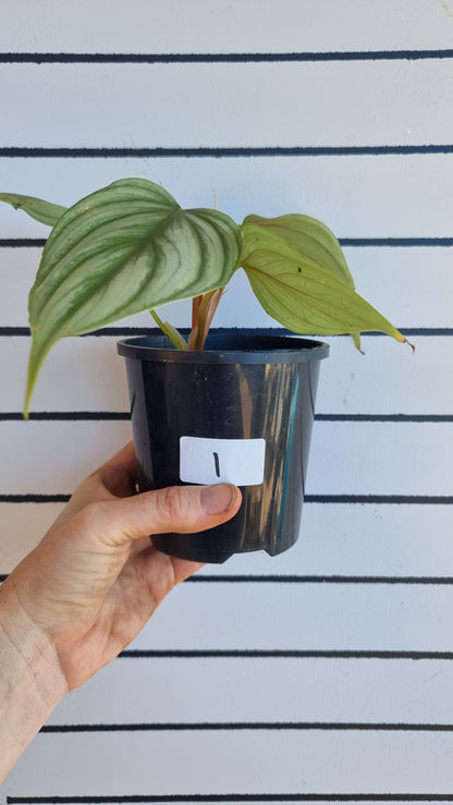 Philodendron sp. 'pastazanum silver'
