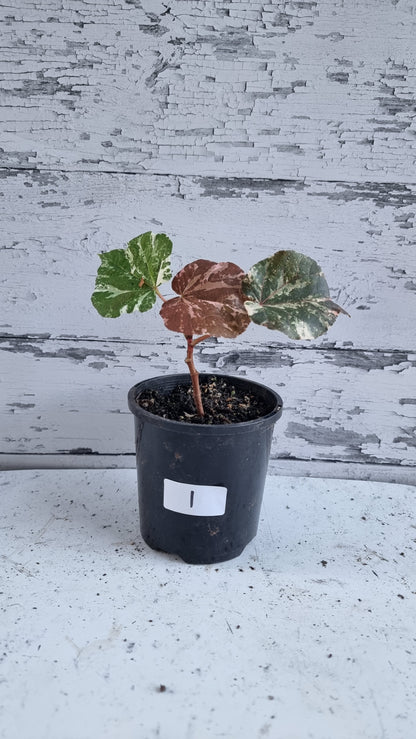 Hibiscus tiliaceous variegata - Variegated Sea Hibiscus
