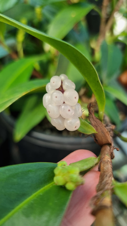 Anthurium scandens - Pearl Laceleaf
