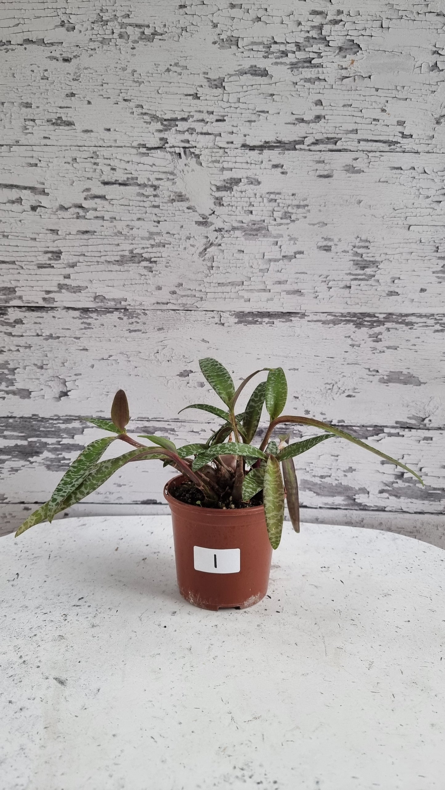 Ledebouria socialis (basionym. Scilla violacea) - Silver Squill