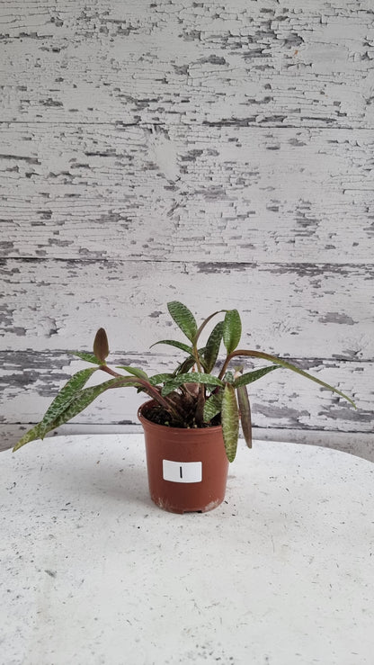 Ledebouria socialis (basionym. Scilla violacea) - Silver Squill