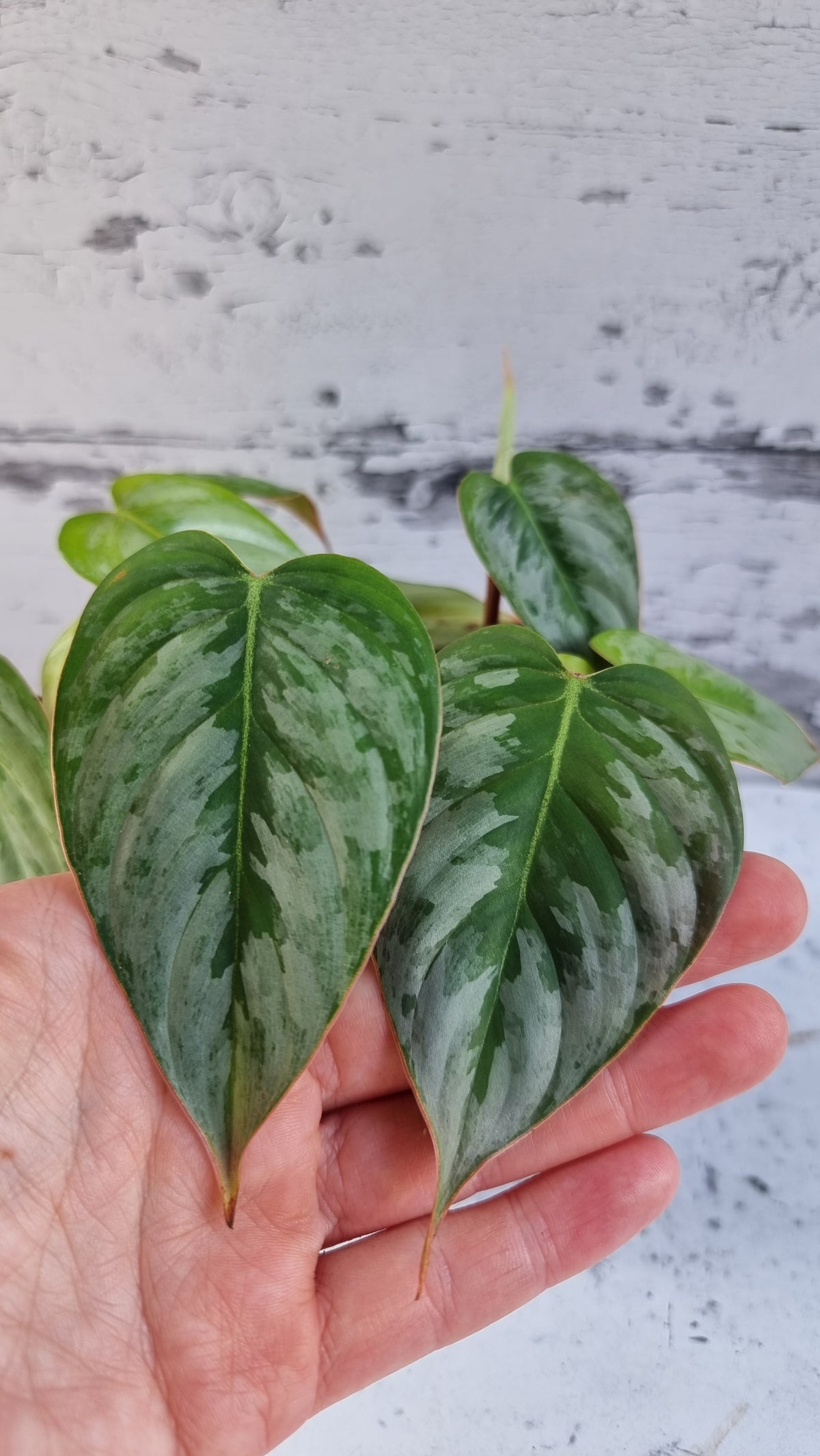 喜林芋