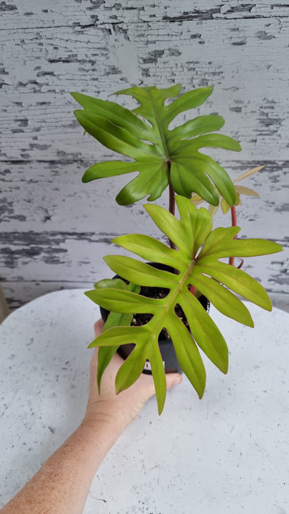 Philodendron mayoi 'Tahiti'