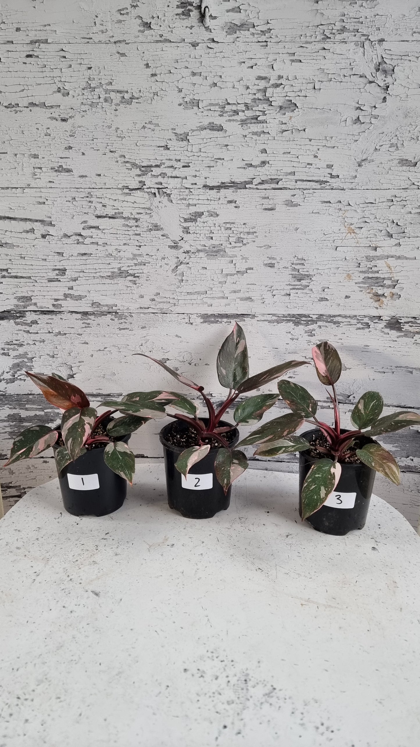 Philodendron erubescens 'Pink Galaxy'