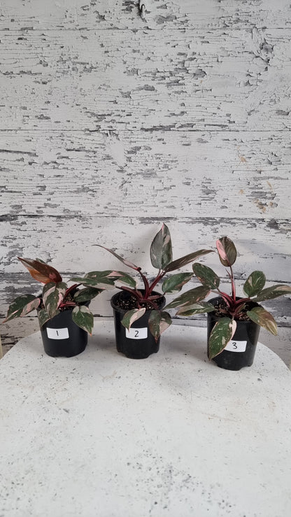 Philodendron erubescens 'Pink Galaxy'