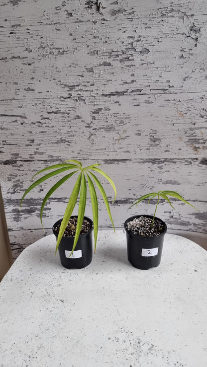 Anthurium polydactylum - Tropical Aroid