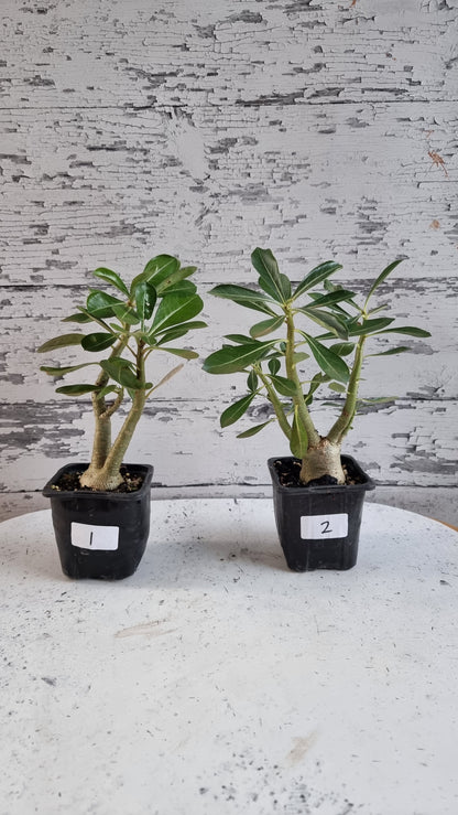Adenium obesum 'Indian Bicolour' - Desert Rose