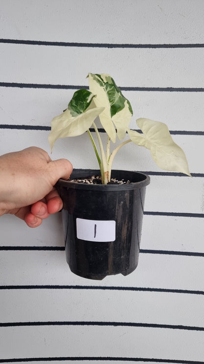 Alocasia macrorrhiza variegata - Variegated Elephant Ear