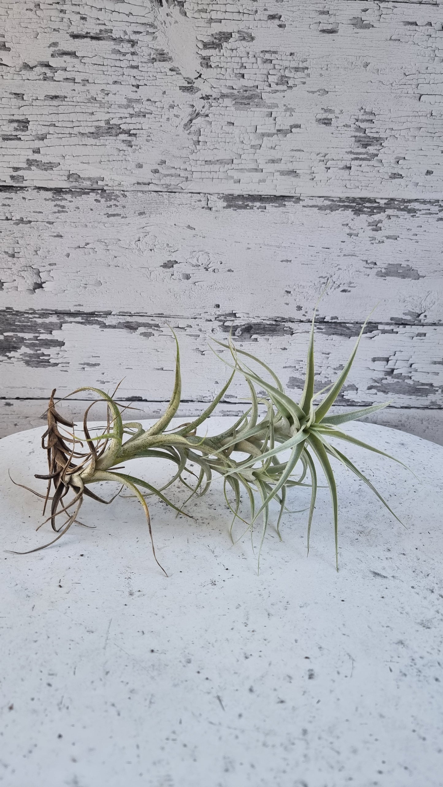 Tillandsia albida - Air Plant