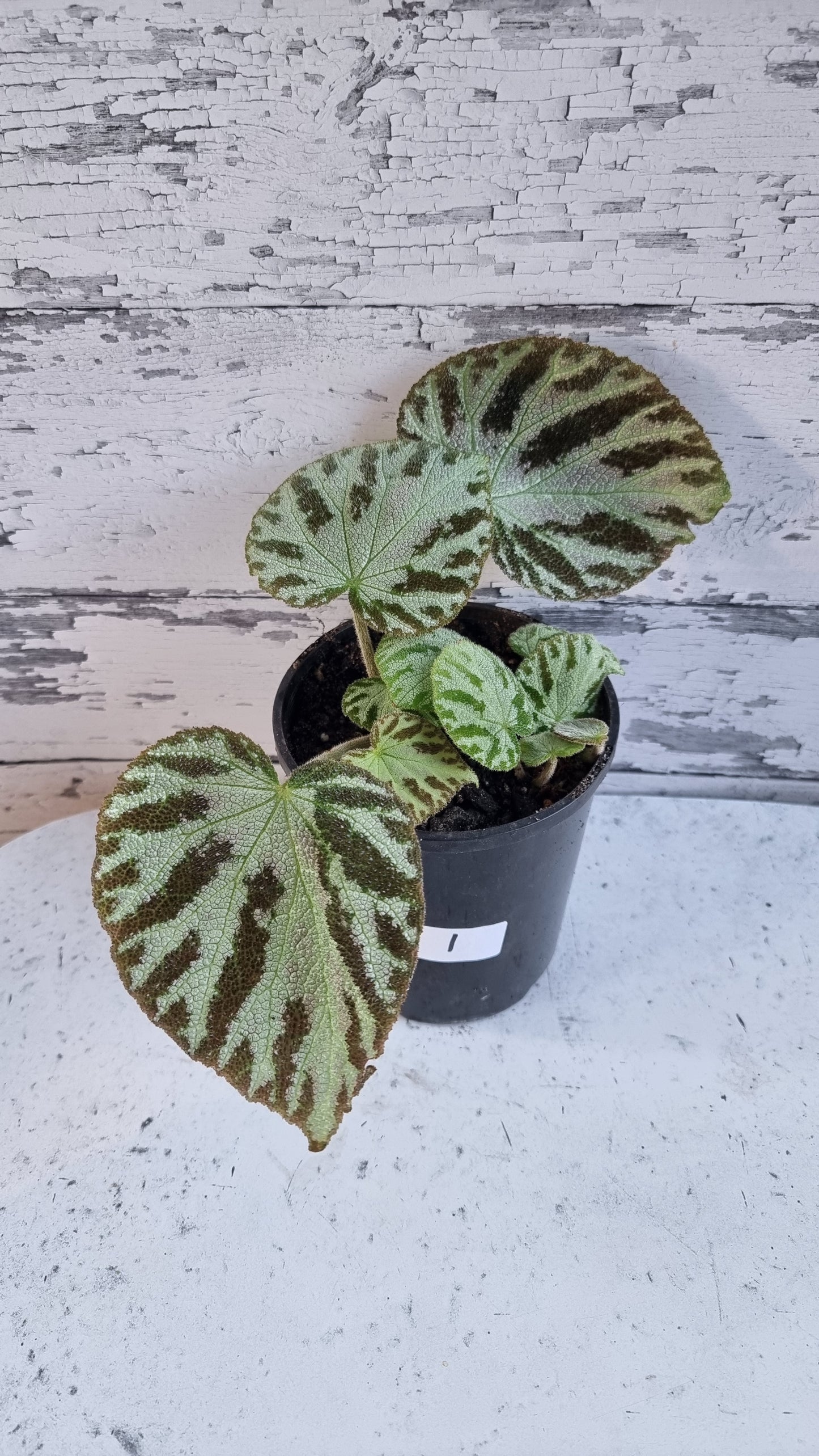 Begonia x ‘Silver Jewel'