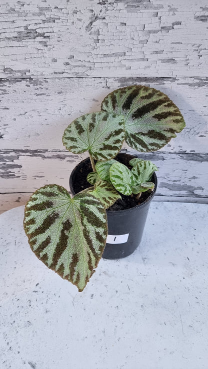Begonia x ‘Silver Jewel'