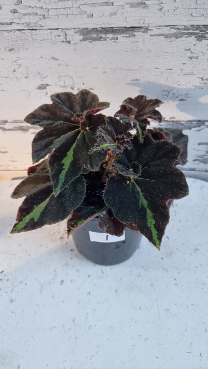 Begonia 'Lightning Strike'