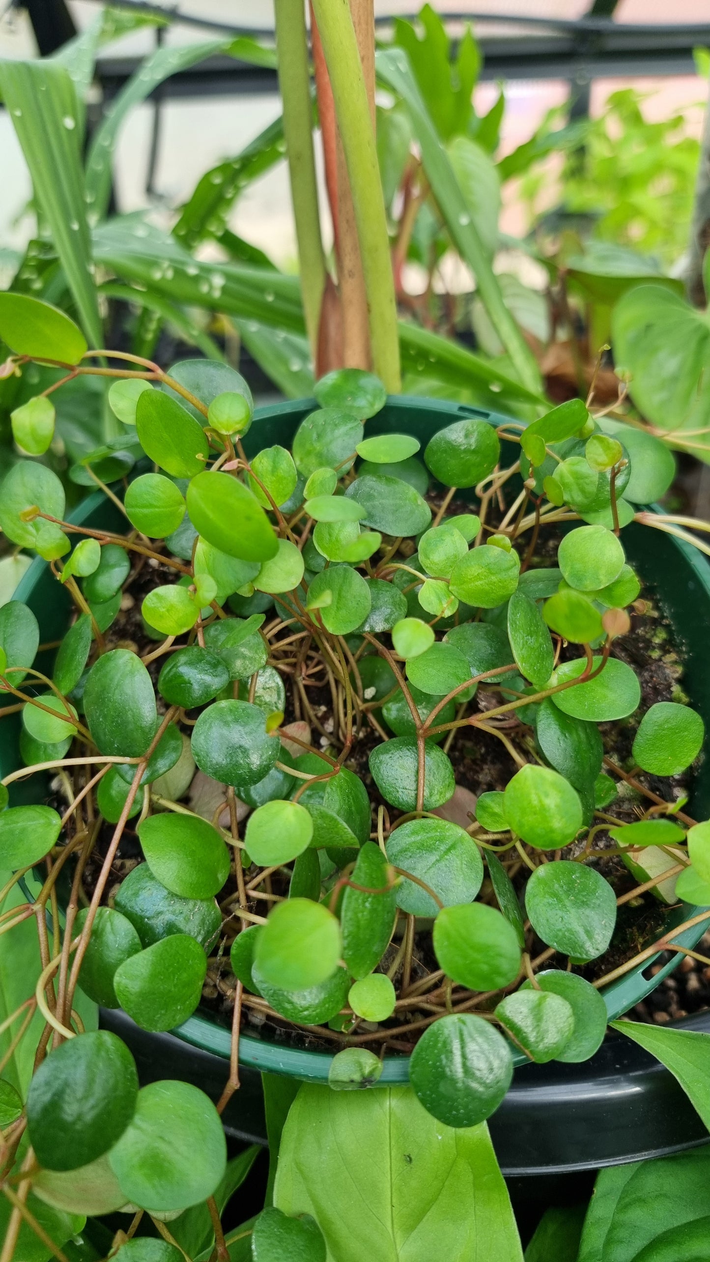 Peperomia prostrata 'Pepperspot' - String of Coins