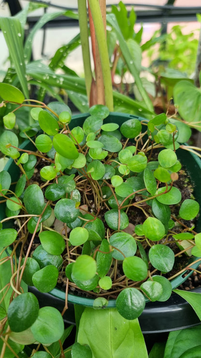 Peperomia prostrata 'Pepperspot' - String of Coins